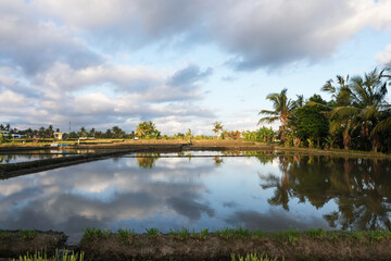 Fototapeta premium Picturesque view of paddy field on sunny day