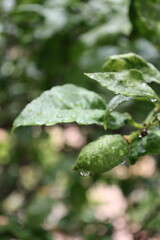 Green unripe lemon. Drops after rain .High quality photo
