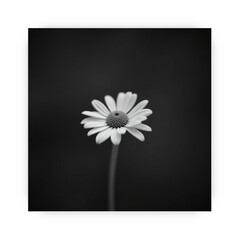 Ai genarate flower black and white