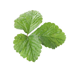 Sprig with green strawberry leaves isolated on white