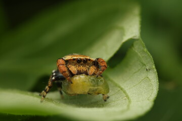 A close-up photograph a jumping spider, Phidippus clarus,showcasing its excellent eyesight and distinctive hunting behavior. The spider is seen feeding on its prey caterpillar while perched on a leaf.