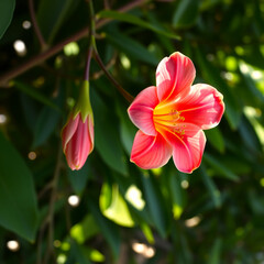 Fototapeta premium Künstlerische Makroaufnahme einer rosa Blüte mit Tropfen