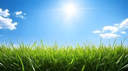 Fototapeta premium Sunny Day Green Grass Meadow Landscape