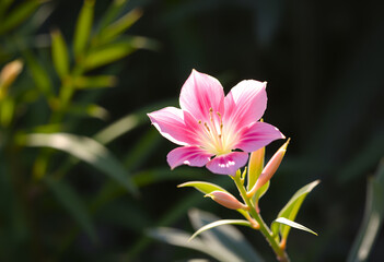 Obraz premium Künstlerische Makroaufnahme einer rosa Blüte mit Tropfen