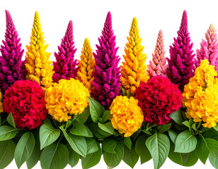 Seamless Botanical Border of Colorful Cockscomb Flowers, isolated on transparent background.