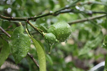 Green unripe lemon. Drops after rain .High quality photo