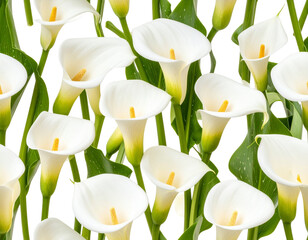Seamless Pattern of Calla Lily Flowers with Foliage, isolated on transparent background.