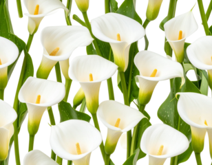 Seamless Pattern of Calla Lily Flowers with Foliage, isolated on transparent background.