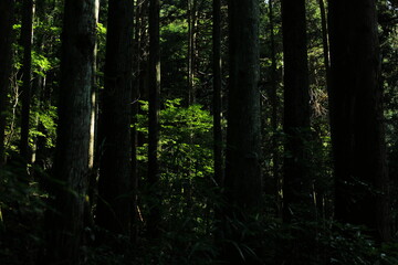 岐阜県本巣市の森の中の緑