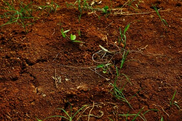 Lush green vegetation contrasts vividly against the earthy red soil, conveying growth and vitality...