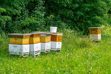 Colorful beehives on a meadow near the forest on a sunny summer day.