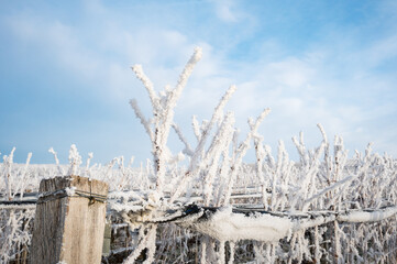 frozen vineyards burgenland