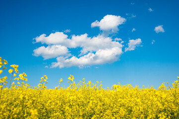Empty canola field with cloudy sky