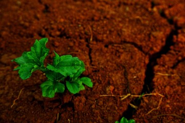 Lush green vegetation contrasts vividly against the earthy red soil, conveying growth and vitality in nature. This scenic capture highlights the beauty of plants thriving in fertile land.