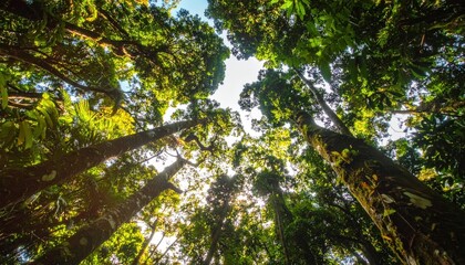 Fototapeta premium Forest canopy view Tall trees reach skyward, leaves illuminated by sunlight, creating a vibrant green space