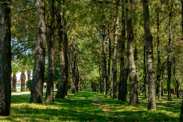 Tree-Lined Pathway in Park with Canopy of Tall Trunks