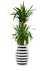 Modern Yucca Plant in Designer Pot
