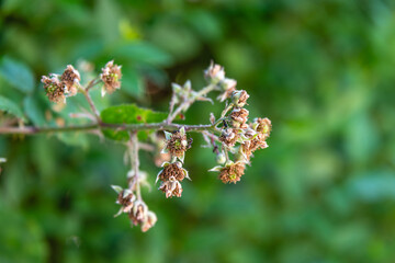 Small ants crawling over the newly forming blackberries on a bramble, looking for food.