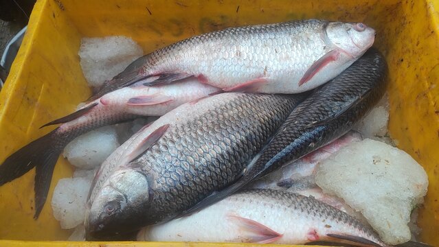 fresh rohu and catla carp fish ready for sale in Indian fish market