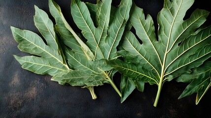 Obraz premium Vibrant Green Papaya Leaves on Dark Background Botanical Nature Photography