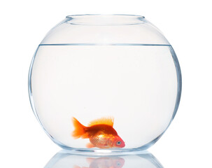 Gold fish swimming in aquarium with clean water isolated on white