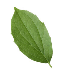 Obraz premium One green jasmine leaf isolated on white