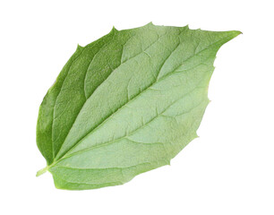 Obraz premium One green jasmine leaf isolated on white