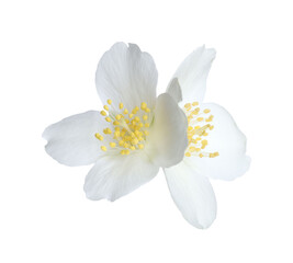 Beautiful jasmine buds isolated on white. Aromatic flower