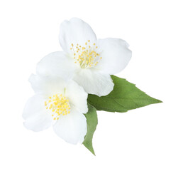 Beautiful jasmine flowers with green leaves isolated on white