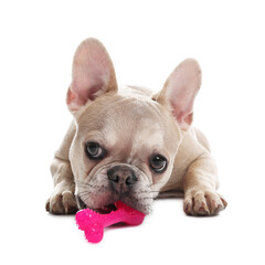 Adorable French bulldog dog with pet toy on white background