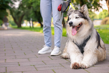 Woman with her cute Alaskan malamute dog in park, closeup. Space for text