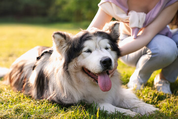 Woman with her cute Alaskan malamute dog on green grass outdoors in morning, closeup