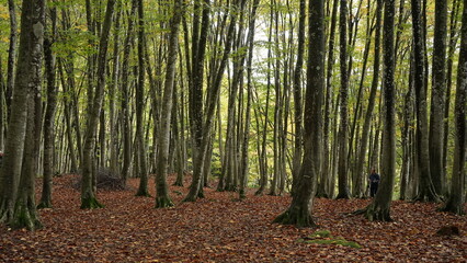 forest in fall