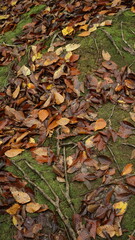 autumn leaves in the forest