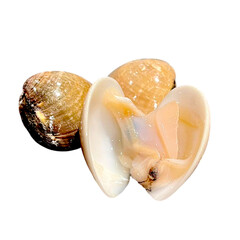 seashell on white background