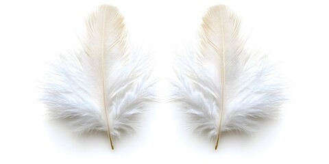 Two Soft White Feathers on White Background