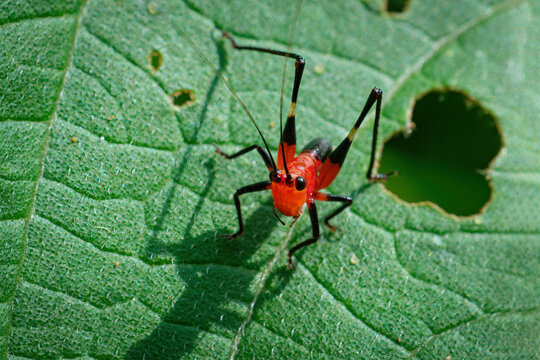 Macro Photograph of Conocephalus melanus Nymph &ndash; Bright Red and Black Cone-Headed Katydid Juvenile Insect with Long Antennae on Leaf in Natural Habitat