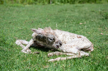 neugeborenes Alpaka Baby im Gras liegend 