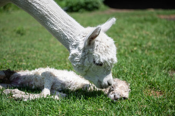 Alpaka stute beschnuppert ihr neugeborenes Alpaka baby