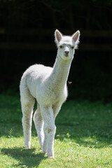 junges Alpaka auf Wiese im Sonnenlicht