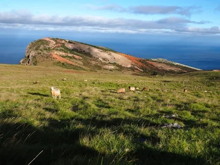 Saint Helena island, UK overseas Territory, field with sheep © flyingwalrus