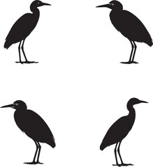 vector illustration of cattle egret