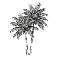 Obraz premium A detailed sketch of two tropical palm trees isolated on white background, showcasing their intricate leaf patterns