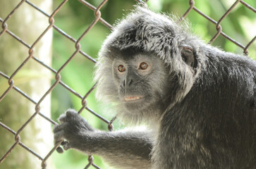 expression of monkey in cage