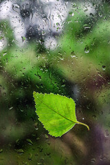 A green leaf on glass. Raindrops. Bad weather. End of summer, beginning of autumn.