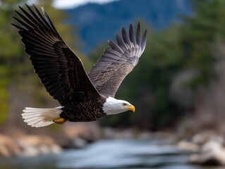 Obraz premium Majestic Bald Eagle in Flight over a River