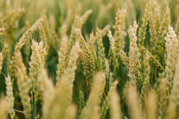 Close-up of wheat ears in the ripening stage on a wheat field. Golden grains forming on healthy...