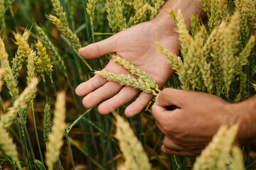 Close-up of adult male hands holding wheat ears in a field, inspecting grain ripeness and crop...