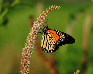 Monarch Butterfly - Danaus plexippus. Perched on a Mexican Pokeweed plant - phytolacca heterotepala. Oeiras, Portugal. Under-wing view. Shallow selective focus for effect. Space for text.