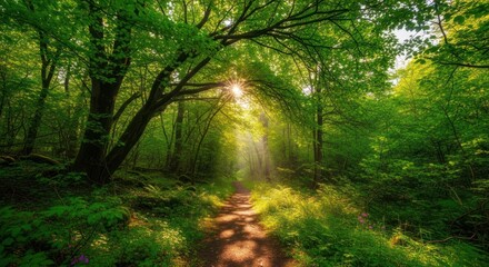A beautiful lush green forest with the morning sunlight 